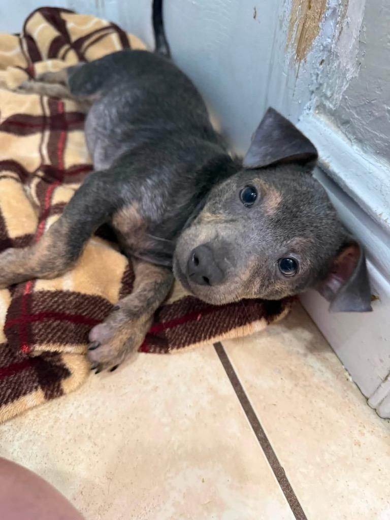Enlarge Tadpole, a Adoptable mixed breed in Orlando, FL image 2/4