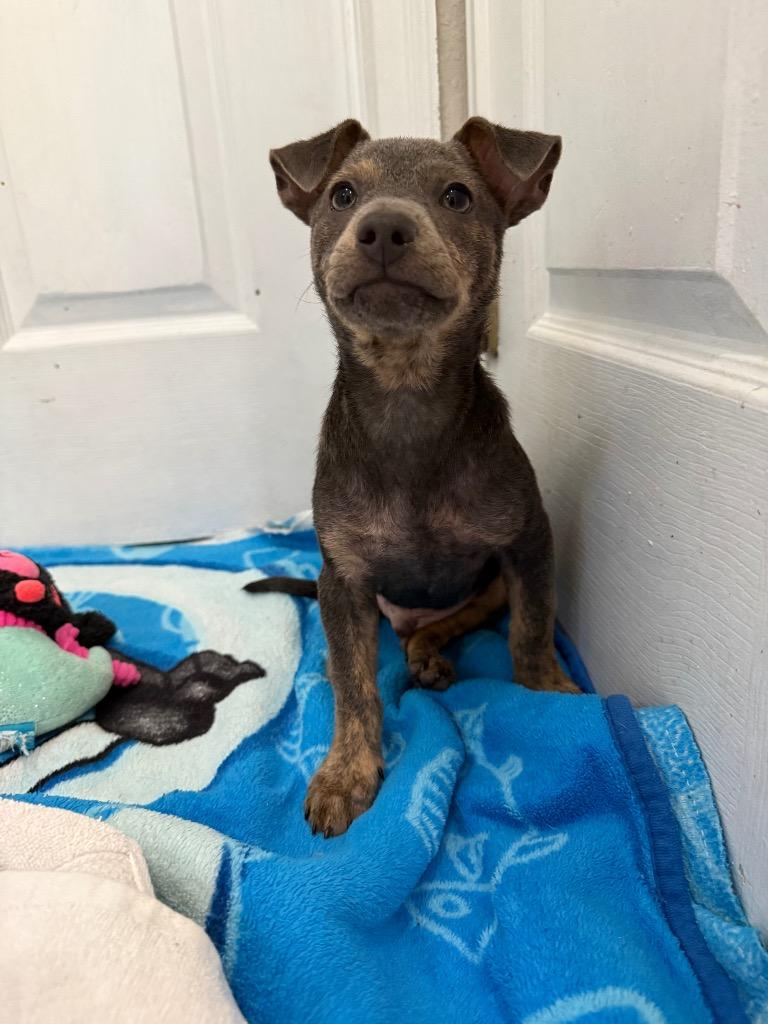 Enlarge Tadpole, a Adoptable mixed breed in Orlando, FL image 3/4
