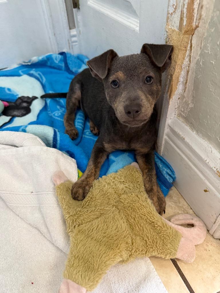Enlarge Tadpole, a Adoptable mixed breed in Orlando, FL image 4/4