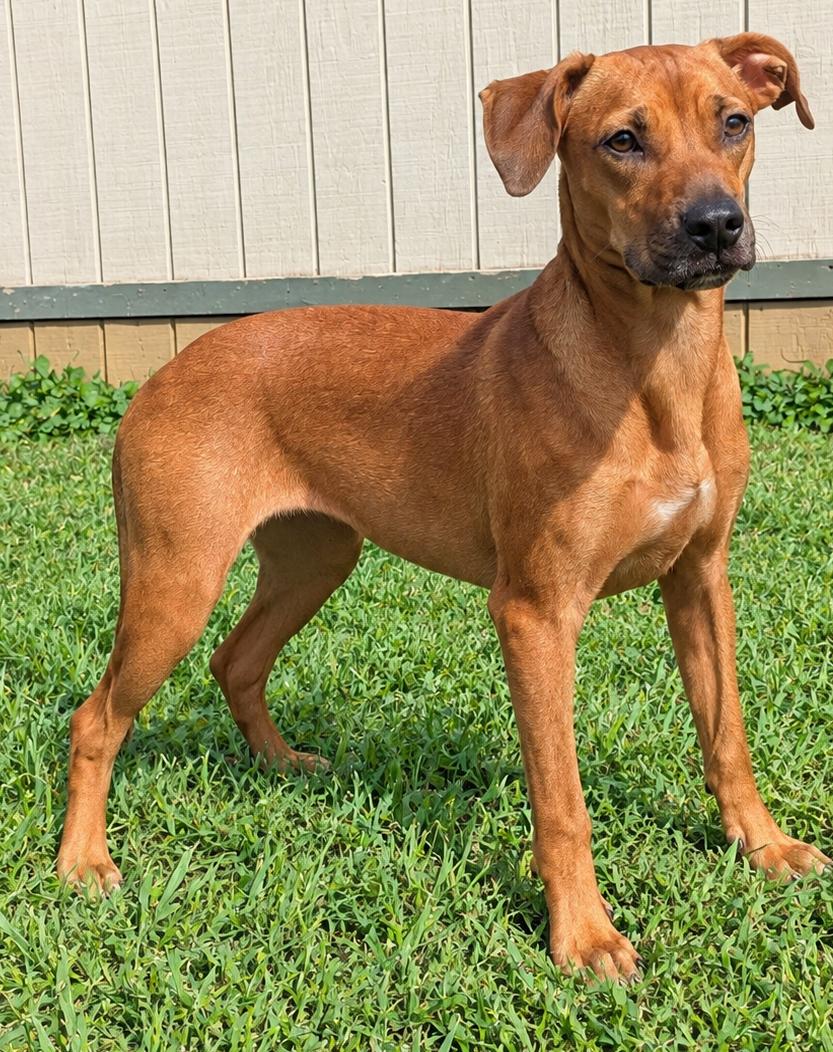 Enlarge Maple, a Adoptable mixed breed in Jackson, GA image 1/1