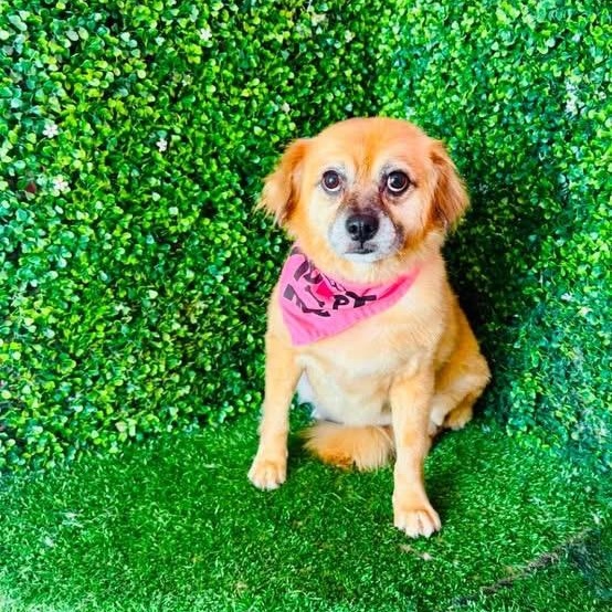Enlarge WILLOWDEEN, a Adoptable mixed breed in Langley, BC image 2/3