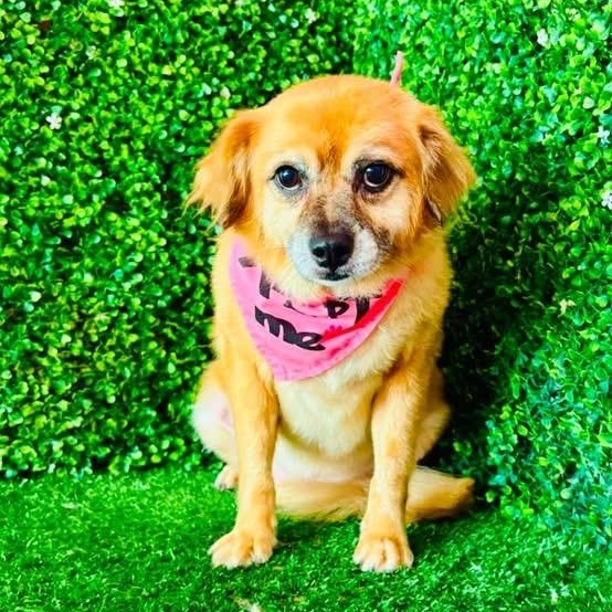 Enlarge WILLOWDEEN, a Adoptable mixed breed in Langley, BC image 3/3