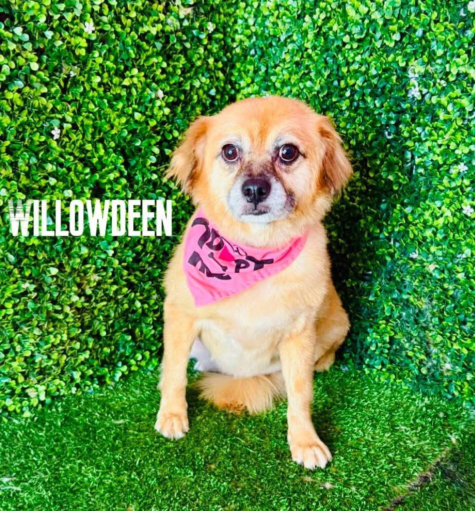 Enlarge WILLOWDEEN, a Adoptable mixed breed in Langley, BC image 1/3