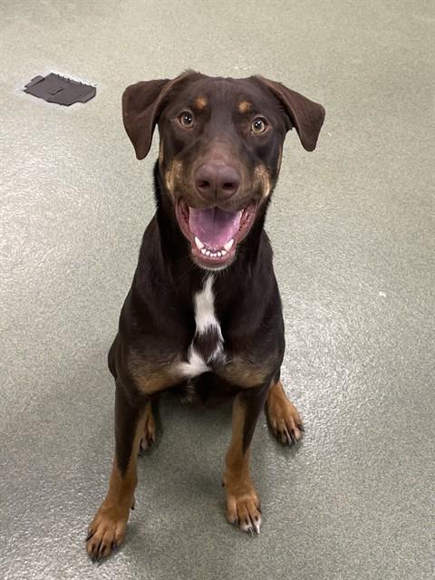 BRAUN, Adoptable, Young Male Doberman Pinscher & Mixed Breed.