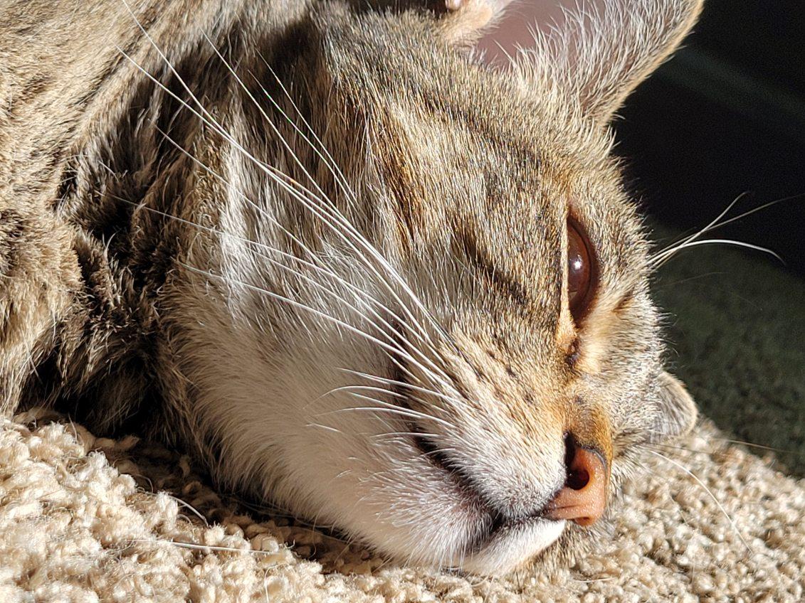 FREYA #1722 - Offered by Owner - Family Cat, Adoptable, Adult Female Domestic Short Hair & Tabby.