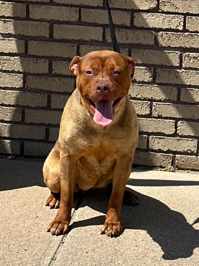 Butterfly, Adoptable, Young Female Pit Bull Terrier.