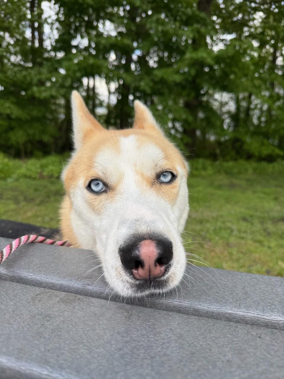 Stitch , a ADOPTABLE mixed breed in Teterboro, NJ image 2/4