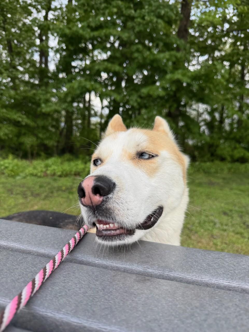 Stitch , a ADOPTABLE mixed breed in Teterboro, NJ image 3/4