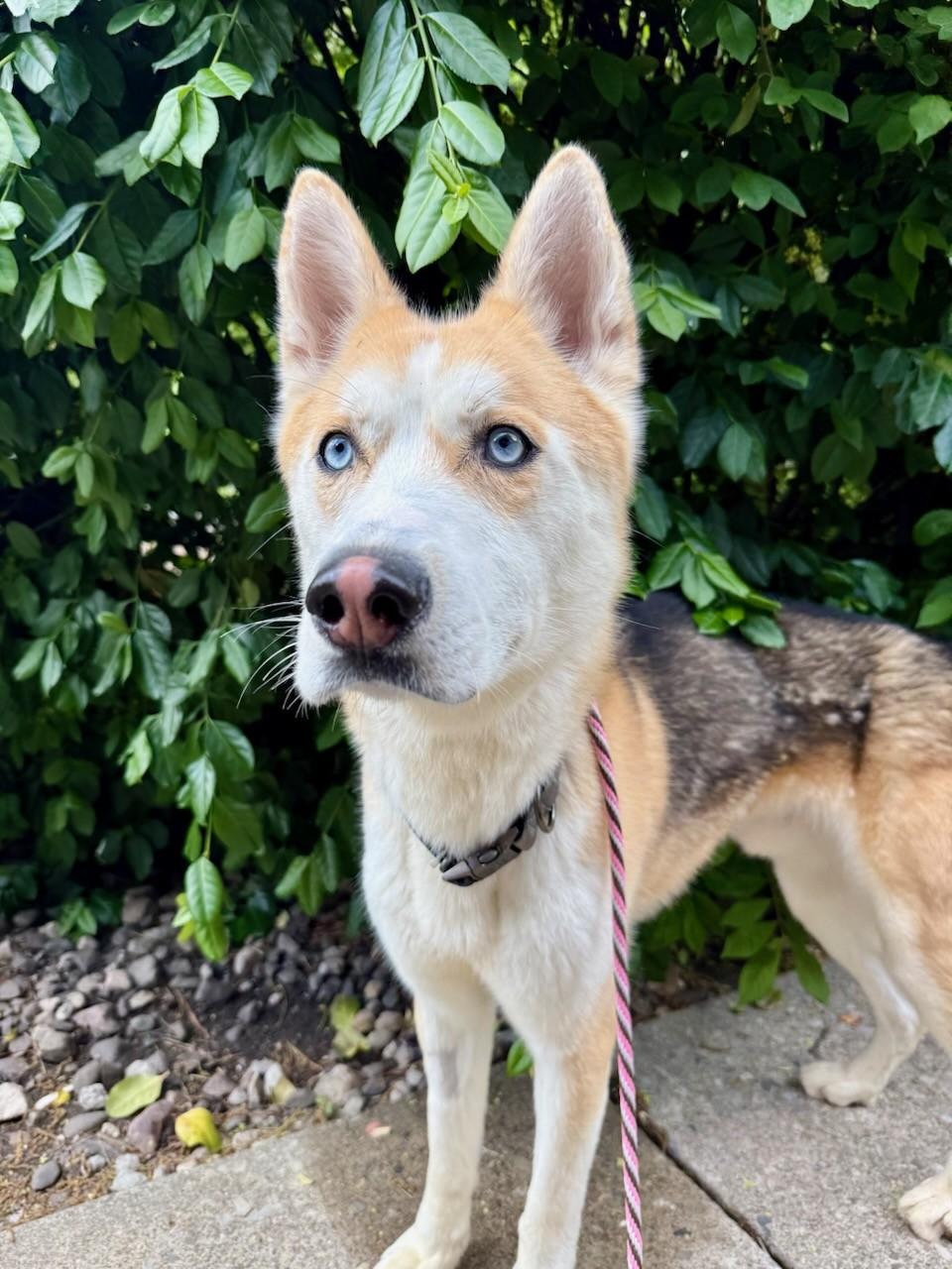 Stitch , a ADOPTABLE mixed breed in Teterboro, NJ image 1/4
