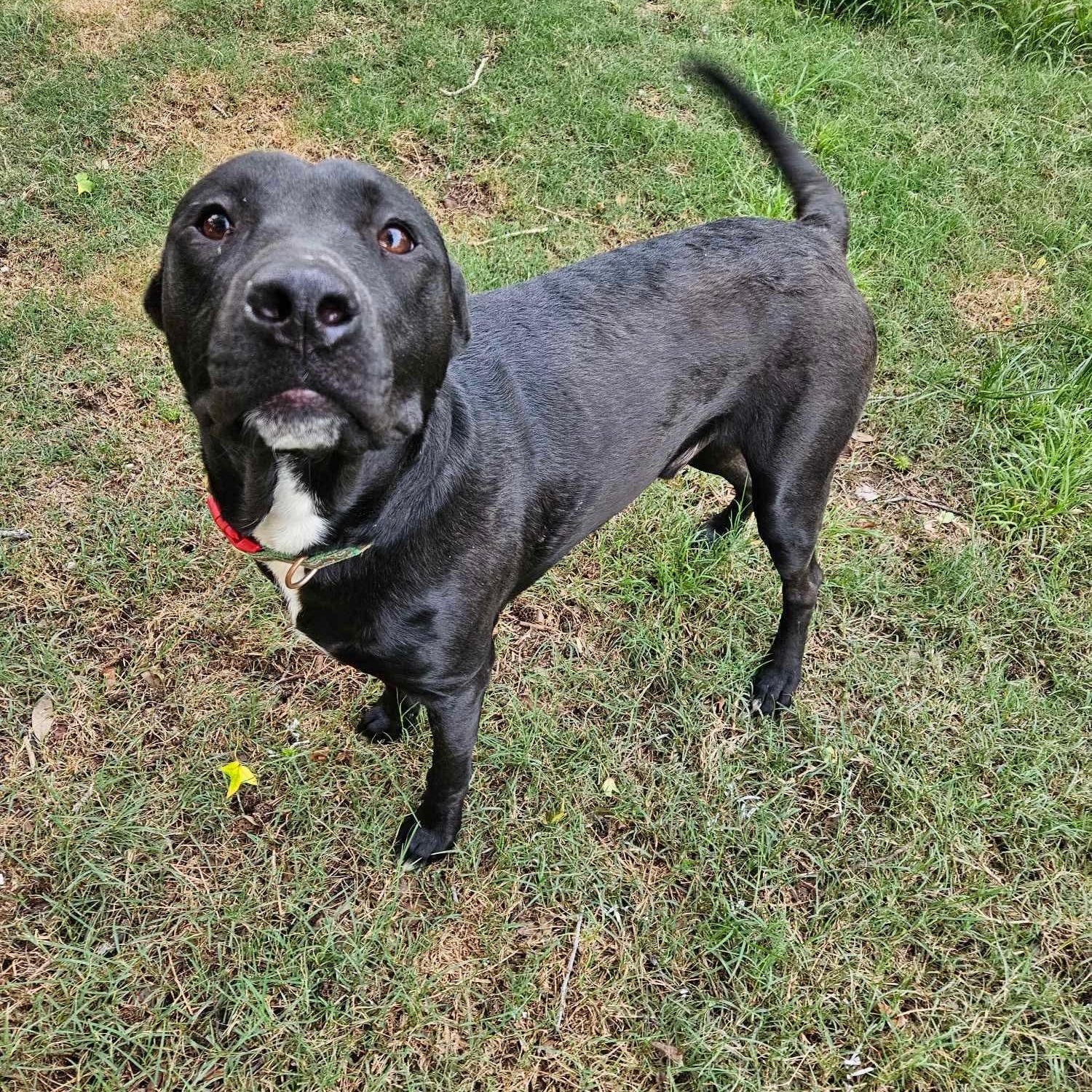 Dog for adoption - Duque, a Labrador Retriever Mix in Bellevue , WA ...