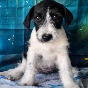 Tessa, a ADOPTABLE mixed breed in Stow, ME image 2/2