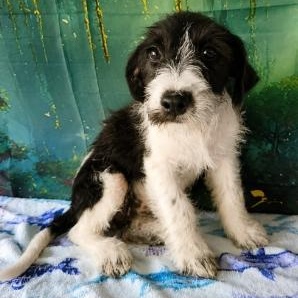 Tessa, a ADOPTABLE mixed breed in Stow, ME image 1/2