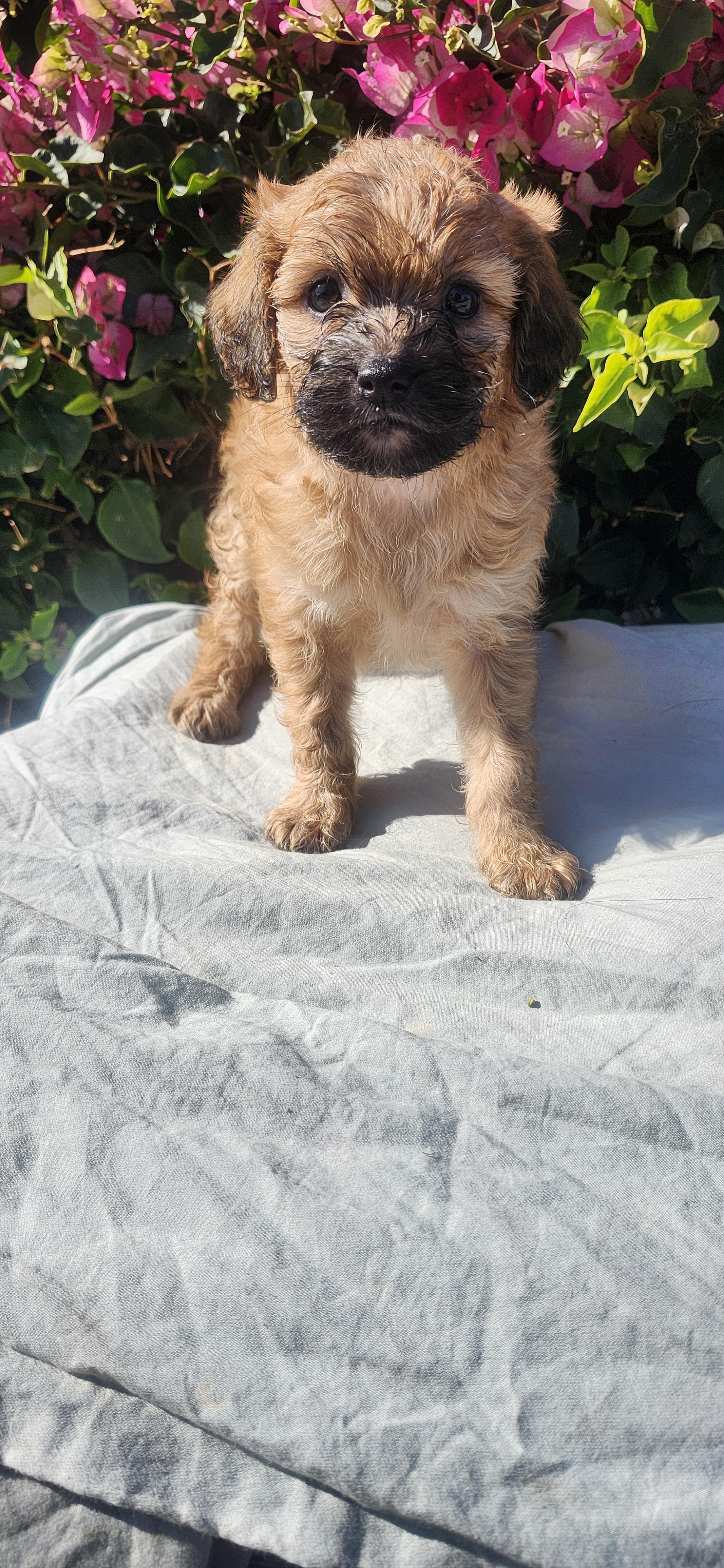 Enlarge Emu, an adopted Goldendoodle in Torrance, CA image 1/4