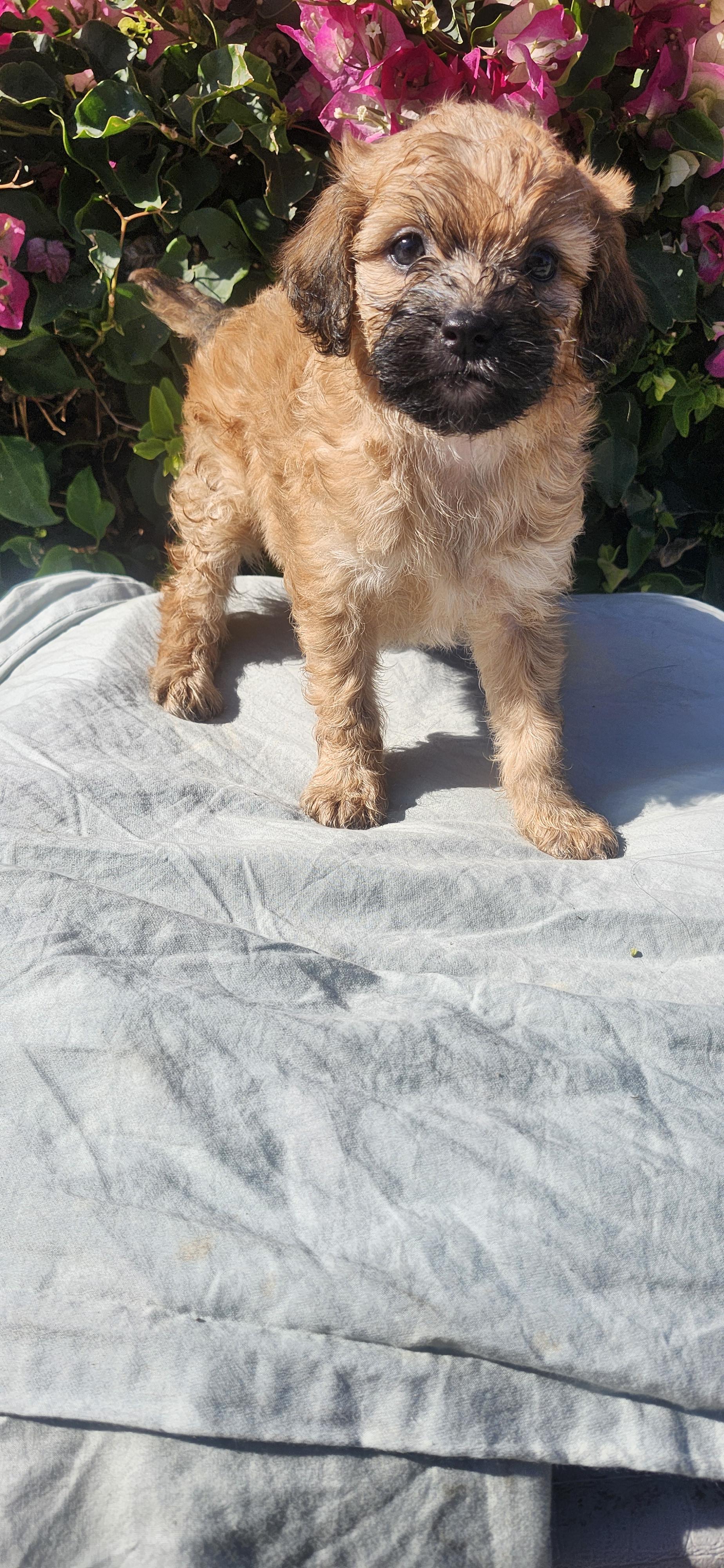 Enlarge Emu, an adopted Goldendoodle in Torrance, CA image 4/4