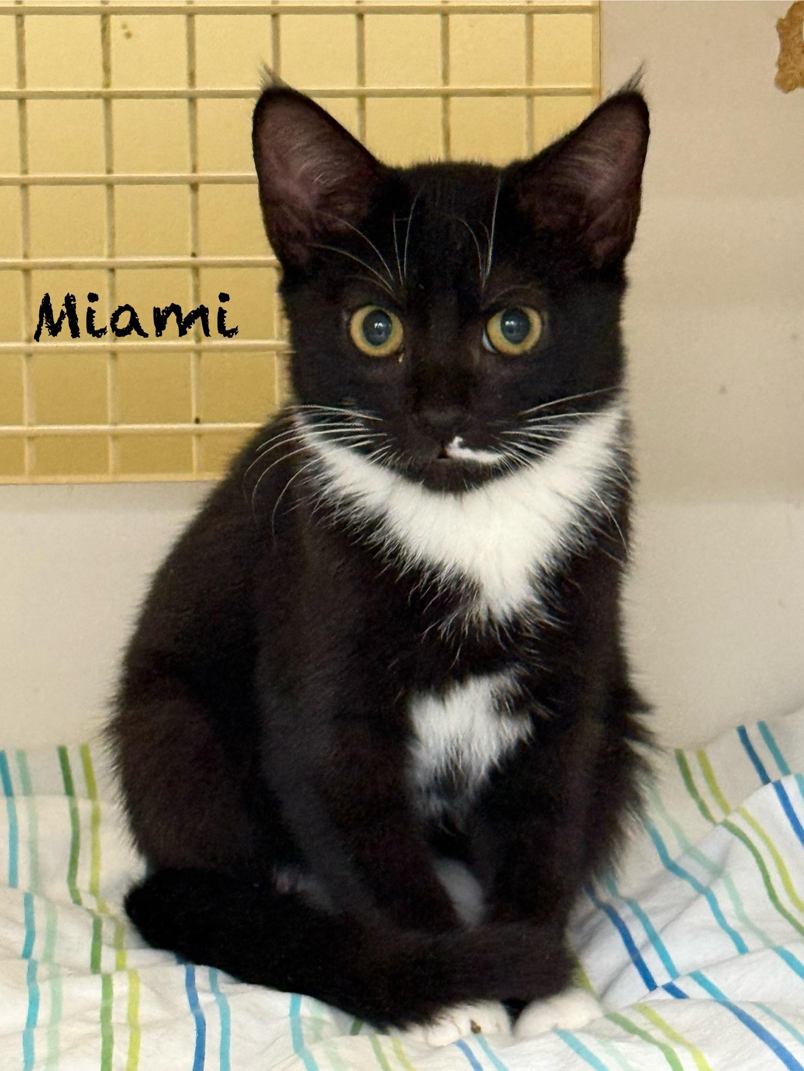 Enlarge Miami, a Adoptable Domestic Short Hair in Pawleys Island, SC image 1/1