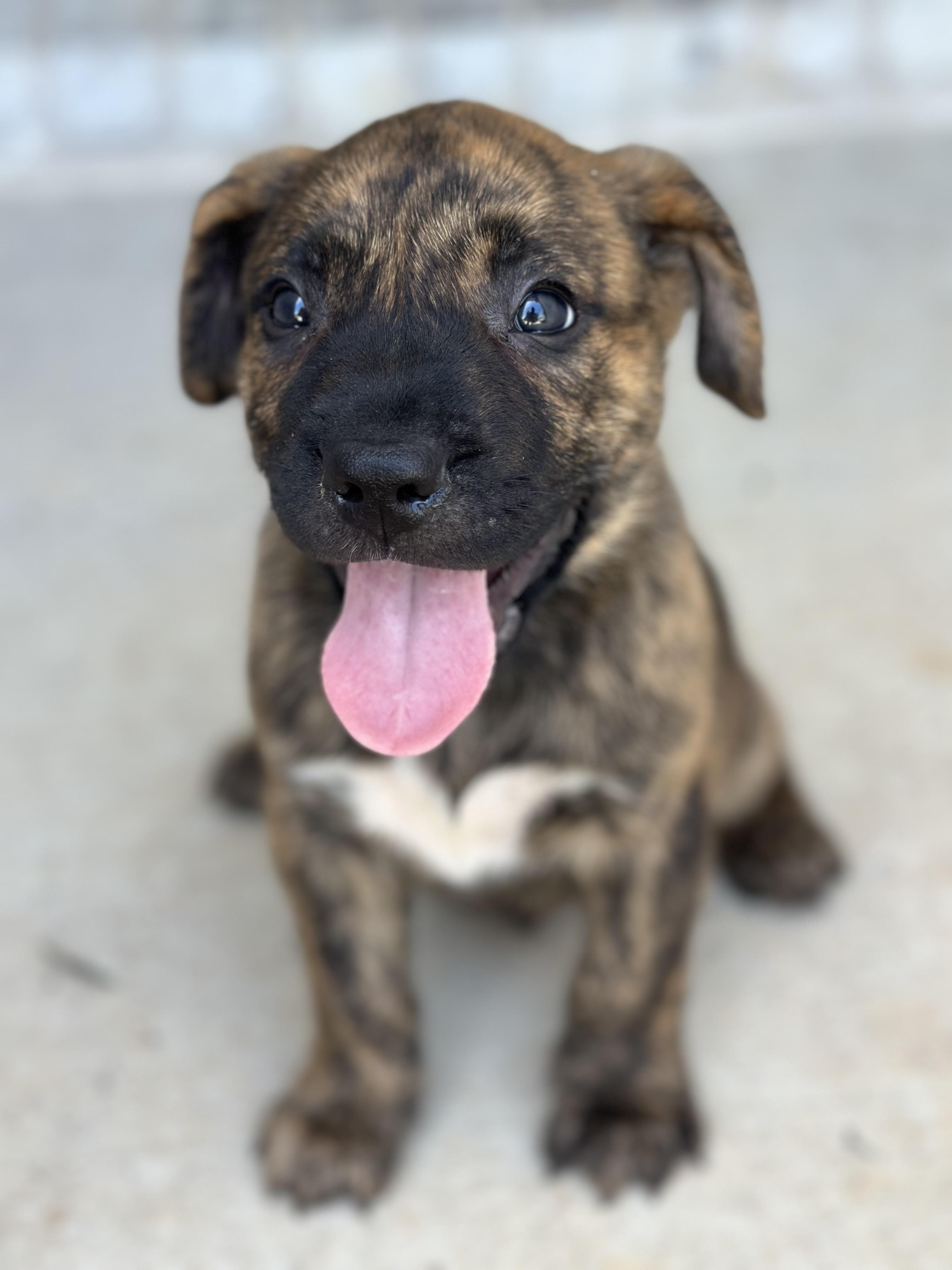Boxer Pitbull And Bullmastiff Mix Puppies Boxer Mastiff Pitbull