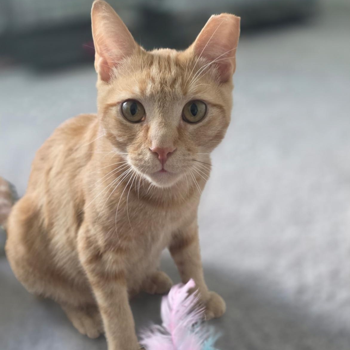 Enlarge Heathcliff, a Adoptable Domestic Short Hair in Tampa, FL image 3/5