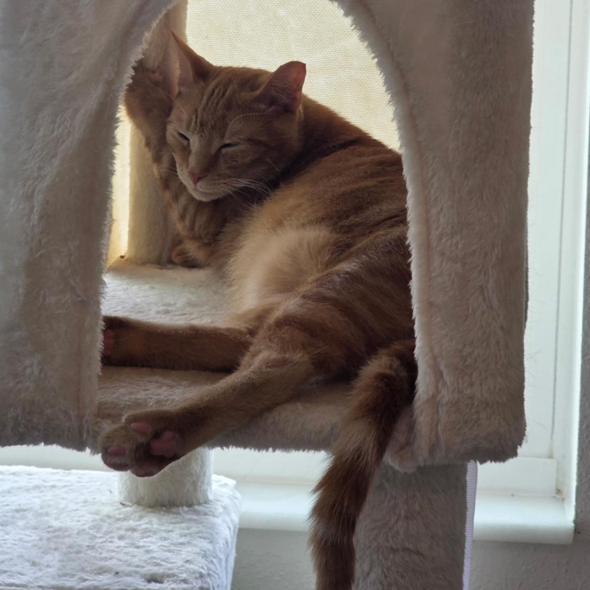Enlarge Heathcliff, a Adoptable Domestic Short Hair in Tampa, FL image 2/5