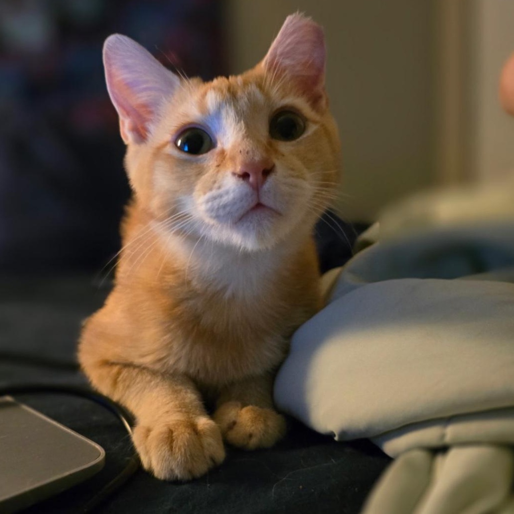 Enlarge Heathcliff, a Adoptable Domestic Short Hair in Tampa, FL image 5/5