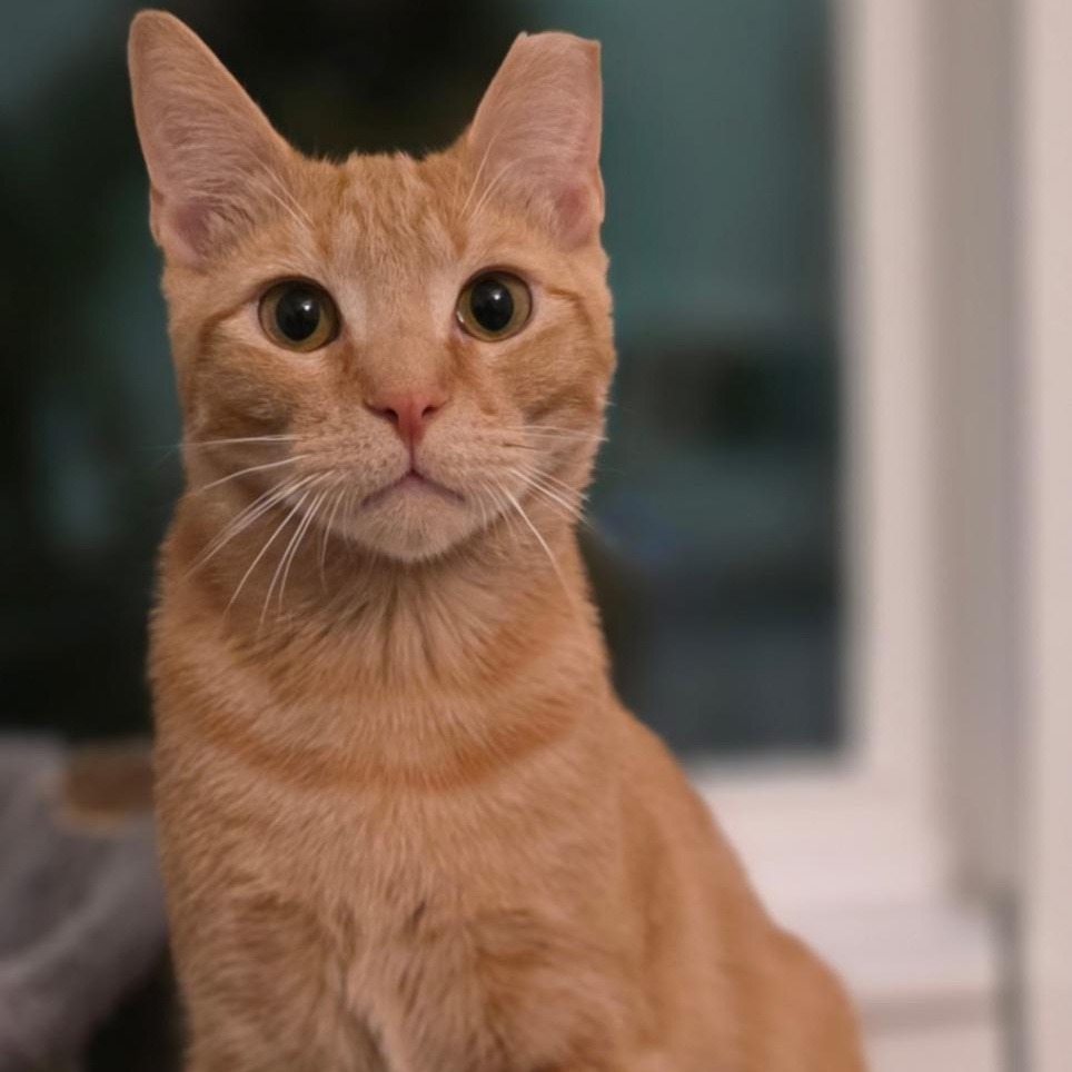 Enlarge Heathcliff, a Adoptable Domestic Short Hair in Tampa, FL image 4/5