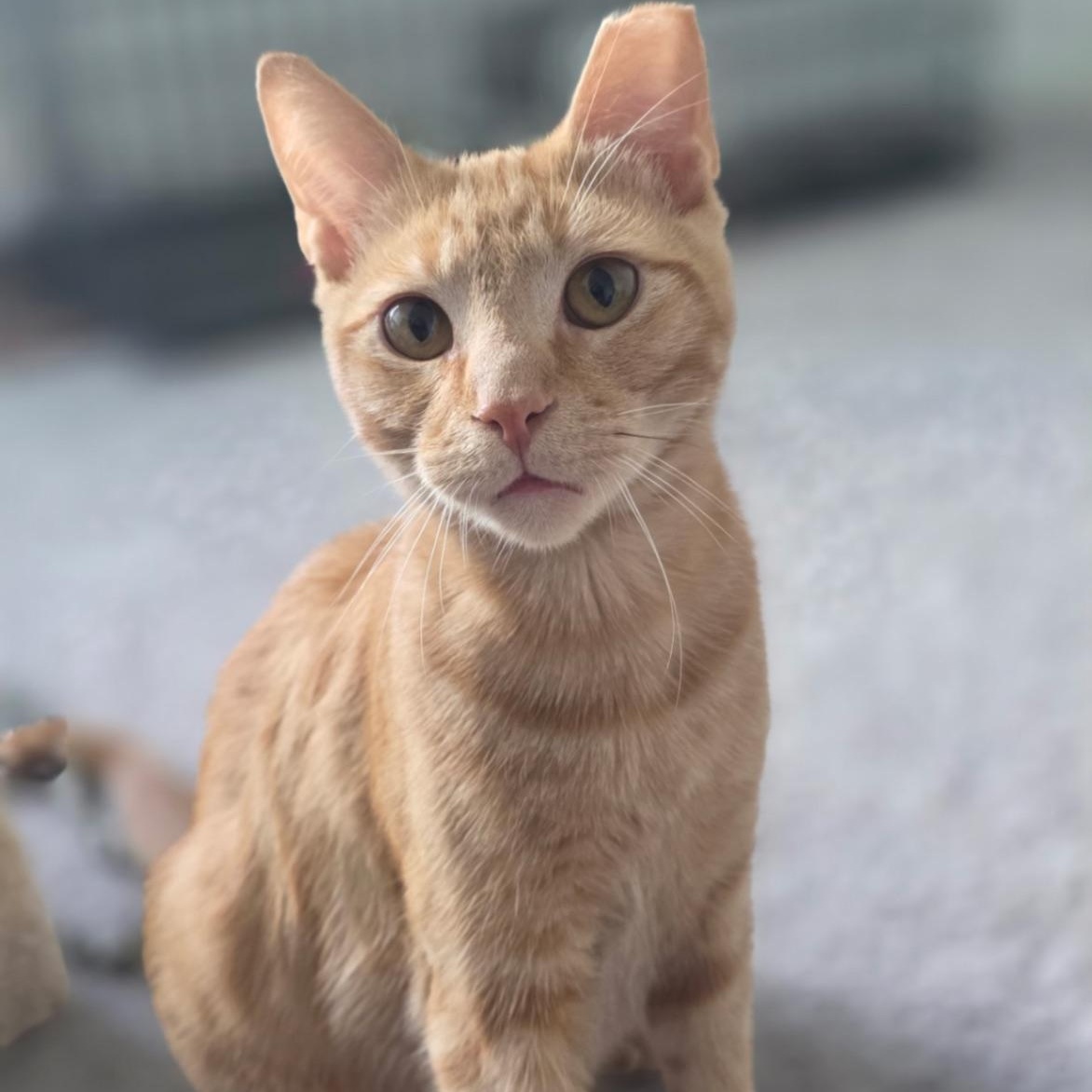 Heathcliff, Adoptable, Kitten Male Domestic Short Hair.