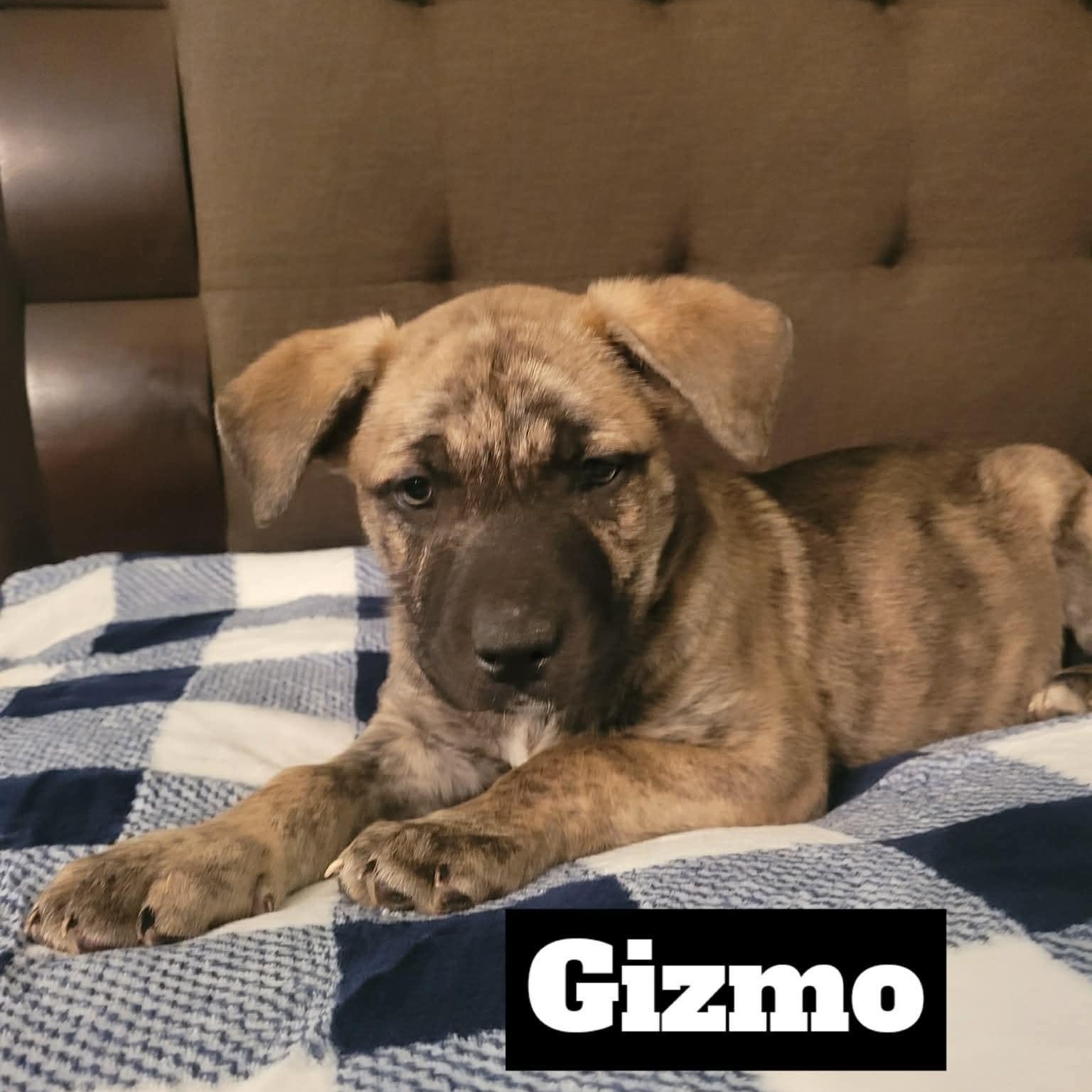 Gizmo , adopted, Puppy Male Pit Bull Terrier & Retriever.