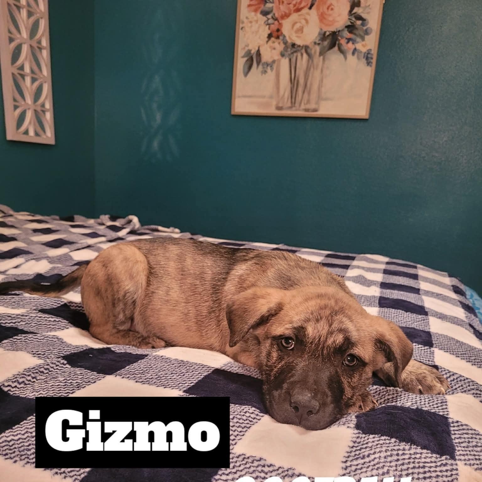 Enlarge Gizmo , an adopted mixed breed in Dayville, CT image 5/5