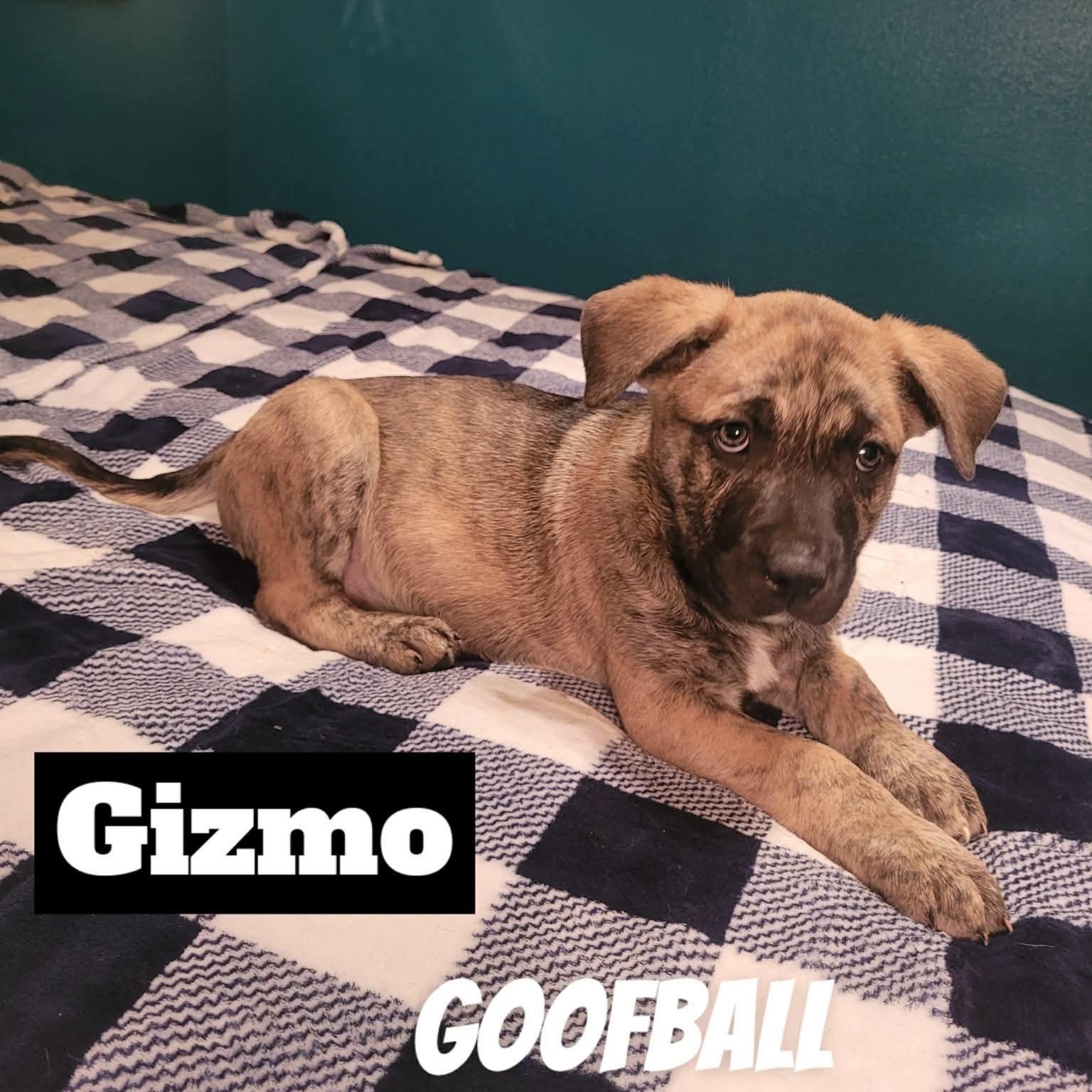 Enlarge Gizmo , an adopted mixed breed in Dayville, CT image 2/5