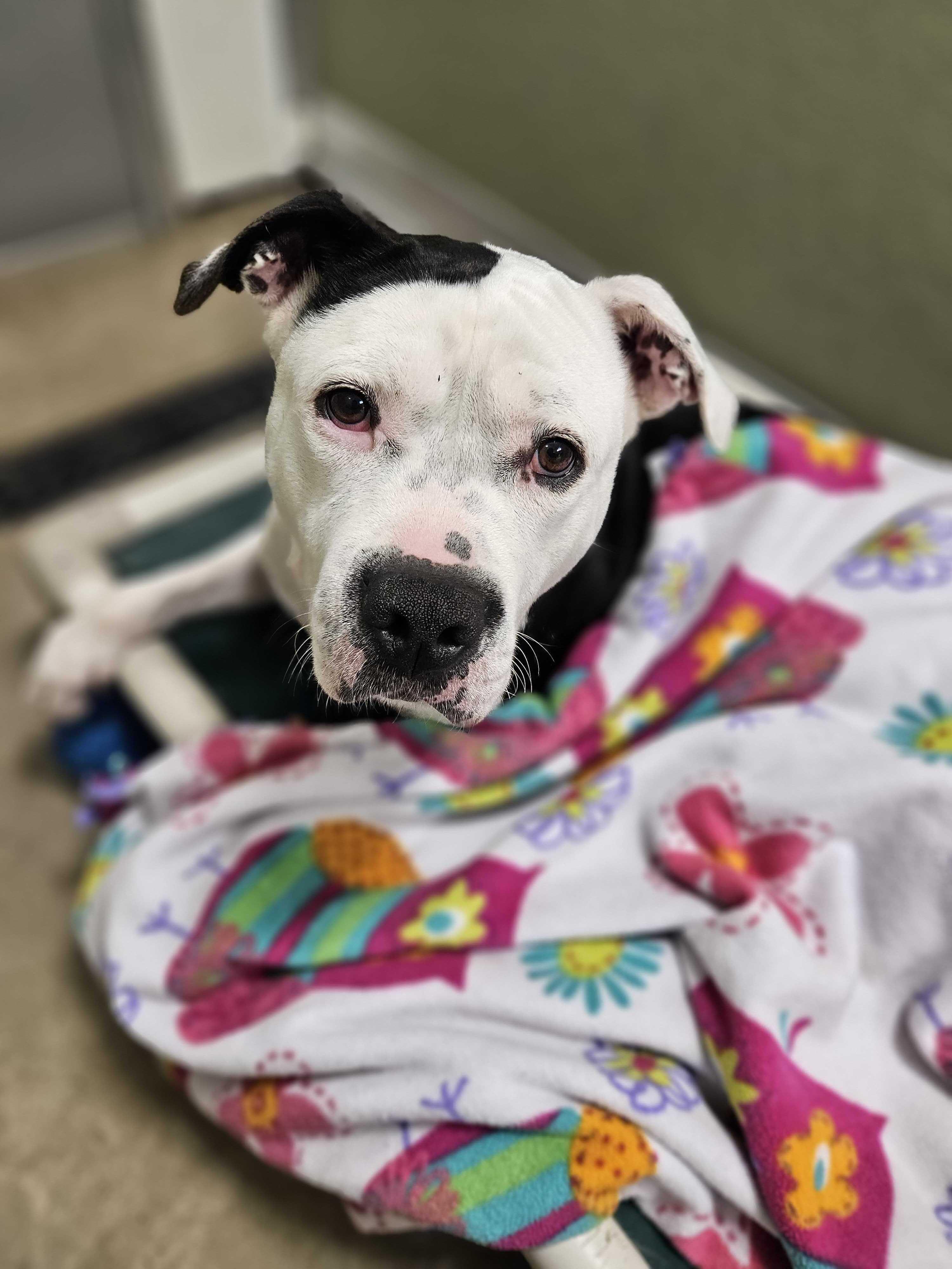 Poncho, a Adoptable mixed breed in Belleville, MI image 4/6