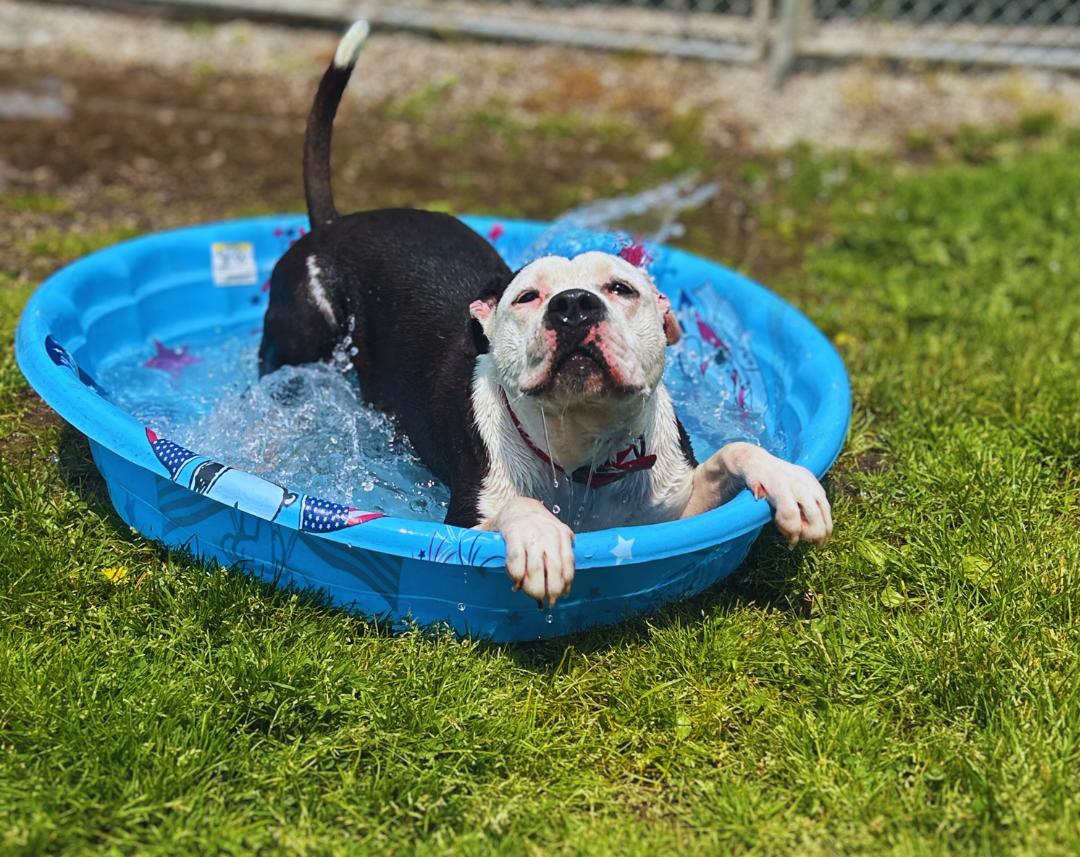 Poncho, a Adoptable mixed breed in Belleville, MI image 6/6