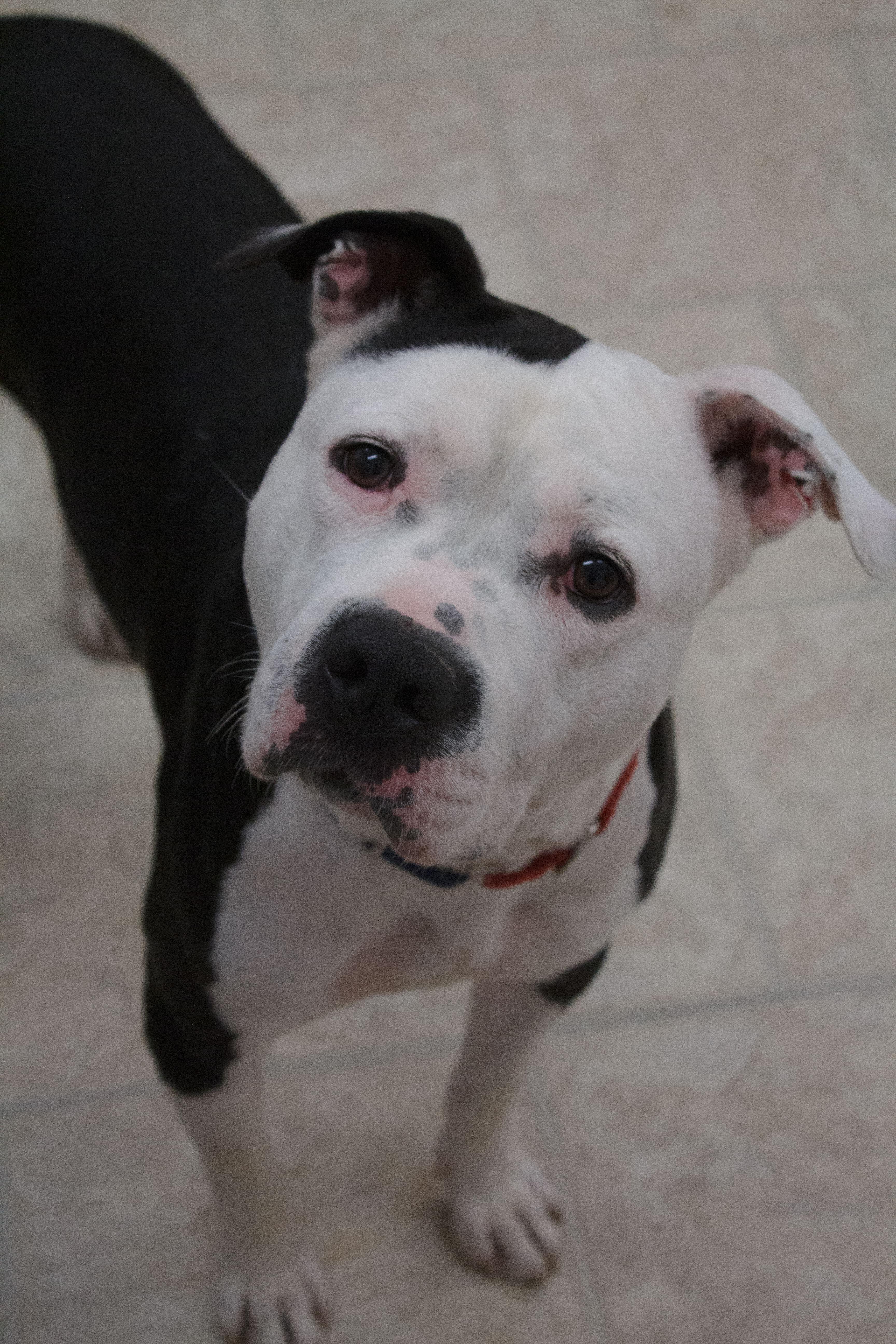 Poncho, a Adoptable mixed breed in Belleville, MI image 3/6