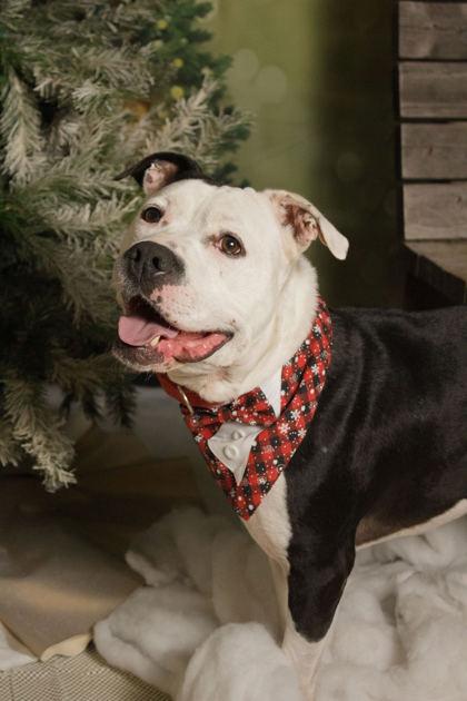 Poncho, a Adoptable mixed breed in Belleville, MI image 1/6