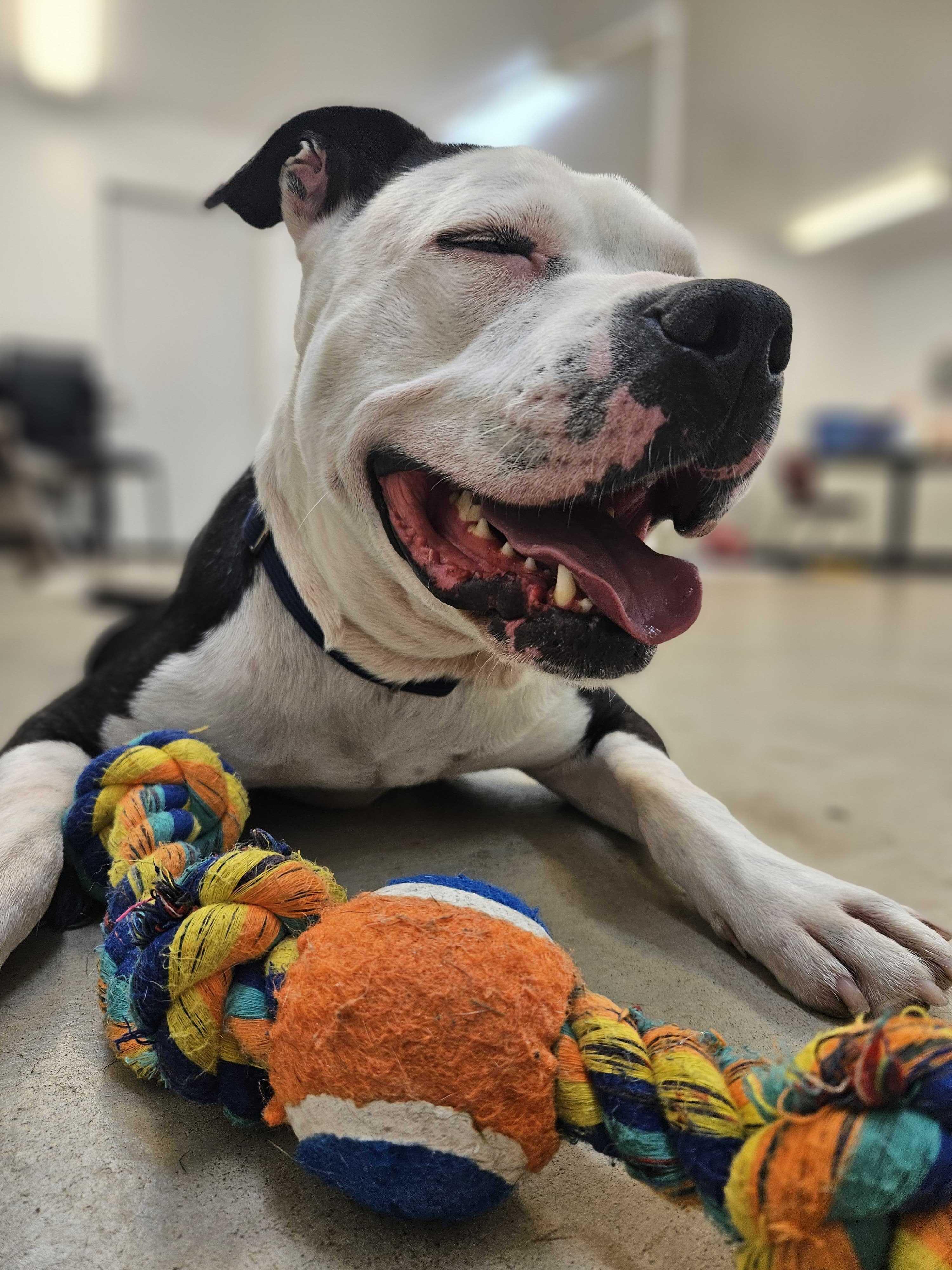 Poncho, a Adoptable mixed breed in Belleville, MI image 2/6