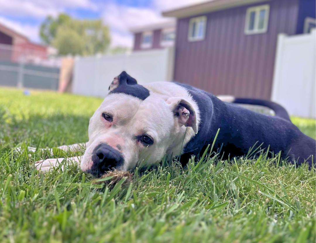 Poncho, a Adoptable mixed breed in Belleville, MI image 5/6