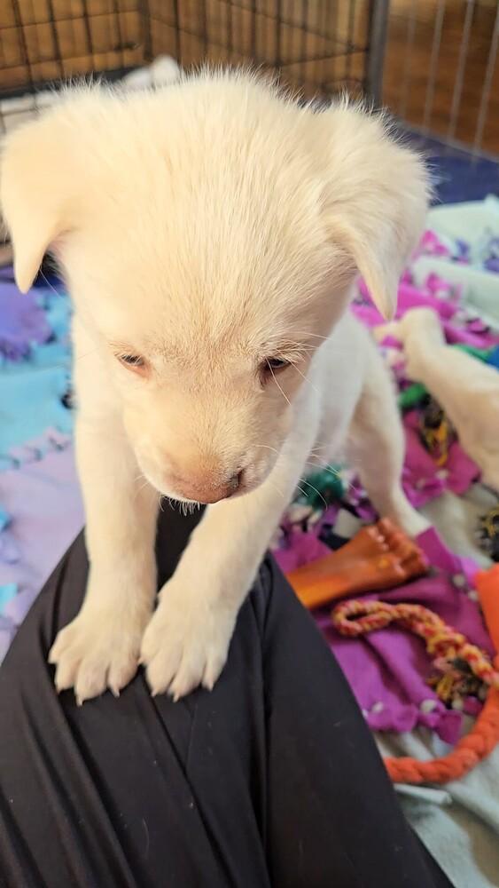 Enlarge Blue Eyes, a Adoptable mixed breed in Evergreen, CO image 1/6