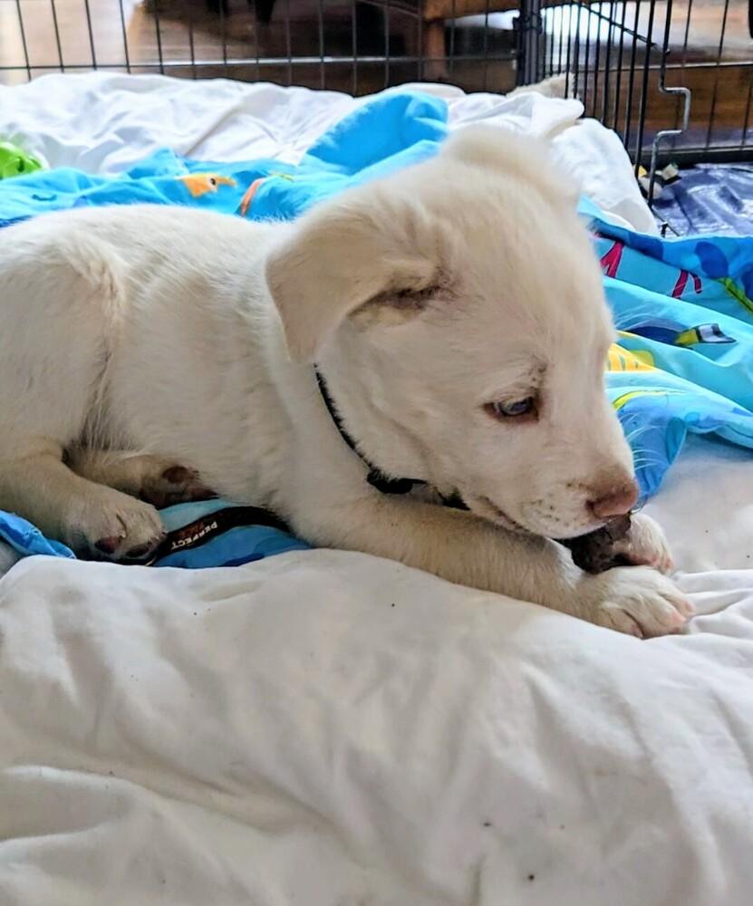 Blue Eyes, Adoptable, Puppy Male Australian Shepherd & Retriever.