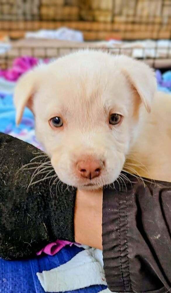Enlarge Blue Eyes, a Adoptable mixed breed in Evergreen, CO image 2/6