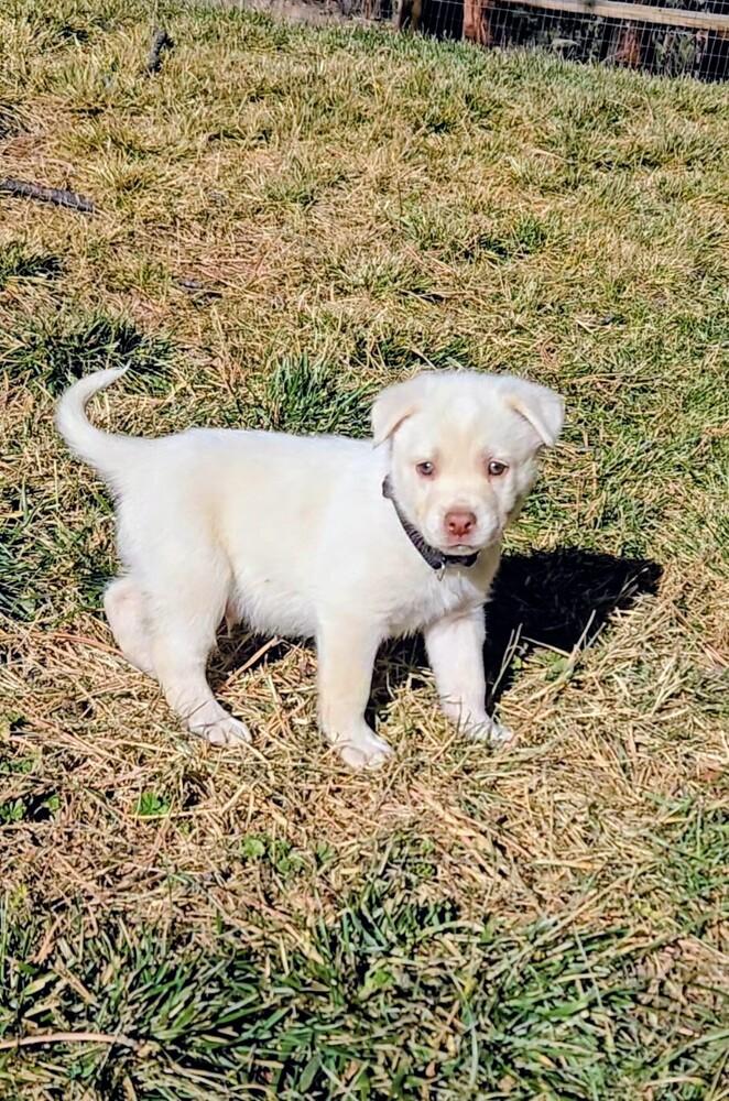 Enlarge Blue Eyes, a Adoptable mixed breed in Evergreen, CO image 3/6