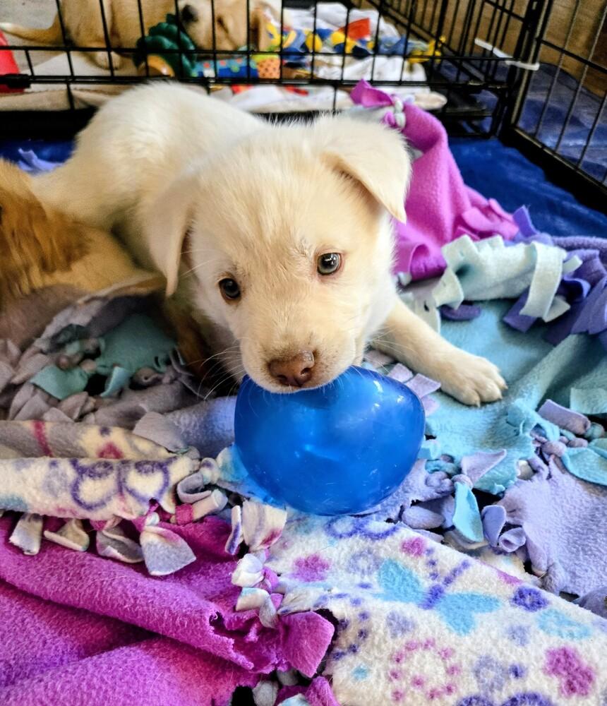 Enlarge Blue Eyes, a Adoptable mixed breed in Evergreen, CO image 4/6
