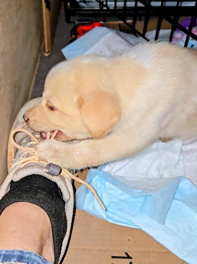 Enlarge Blue Eyes, a Adoptable mixed breed in Evergreen, CO image 5/6