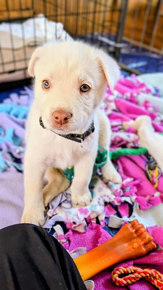 Enlarge Blue Eyes, a Adoptable mixed breed in Evergreen, CO image 6/6