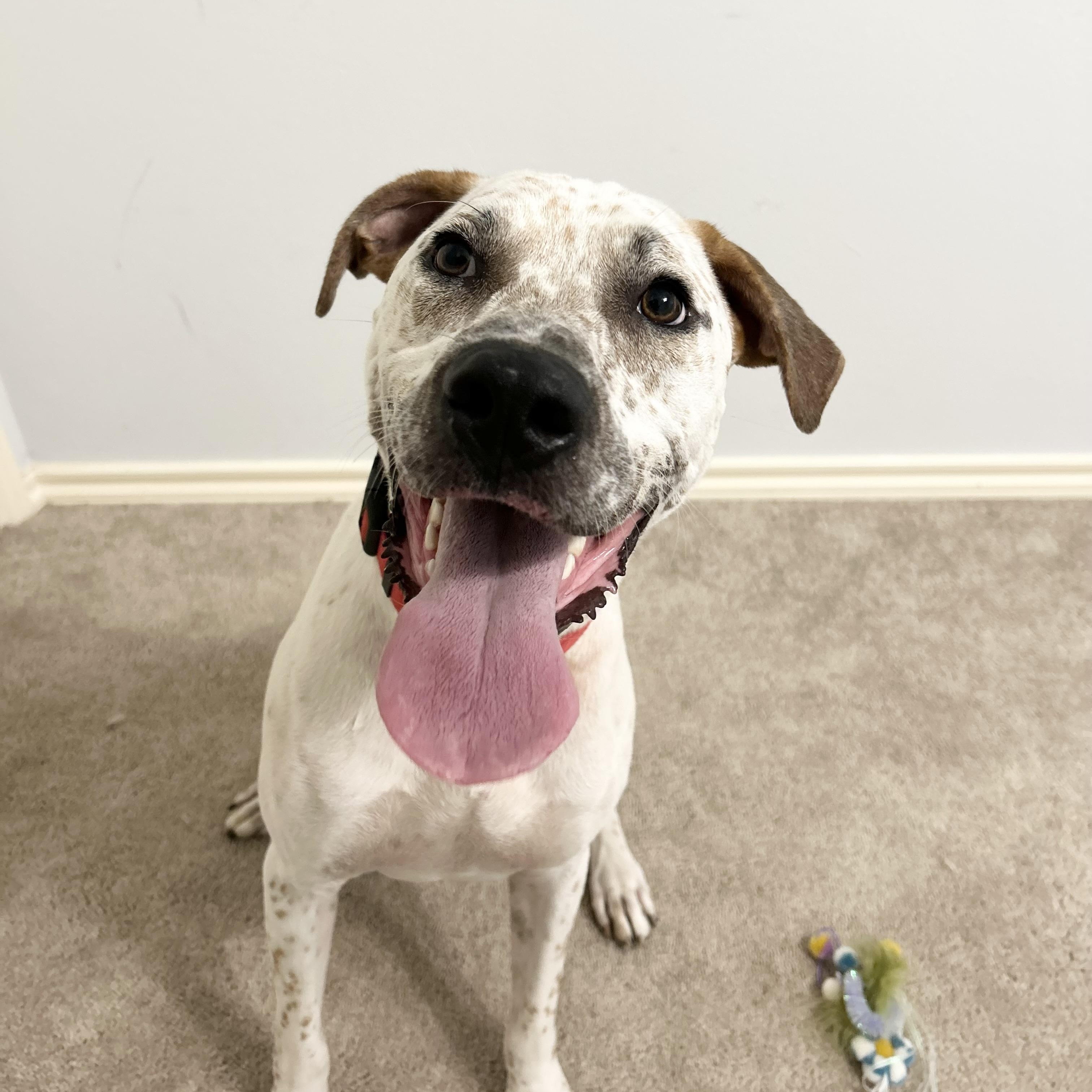 Enlarge Cody, a Adoptable mixed breed in Indianapolis, IN image 3/6