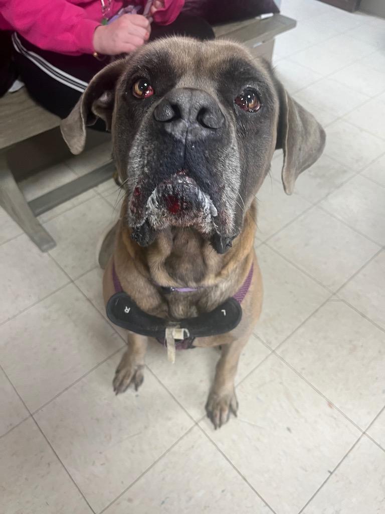 Enlarge Liam, a Adoptable Mastiff in New Manchester, WV image 1/3