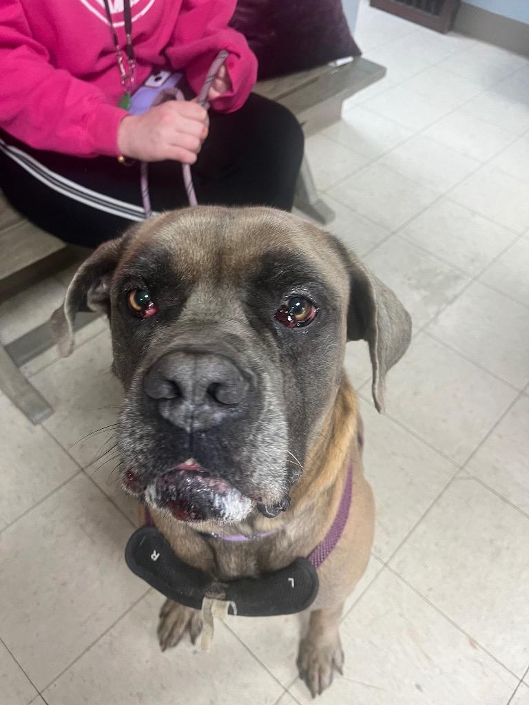 Enlarge Liam, a Adoptable Mastiff in New Manchester, WV image 2/3