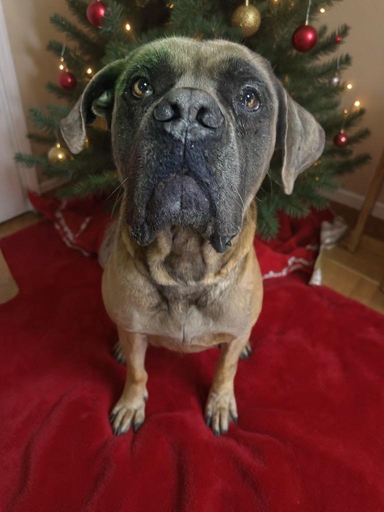 Enlarge Liam, a Adoptable Mastiff in New Manchester, WV image 2/3