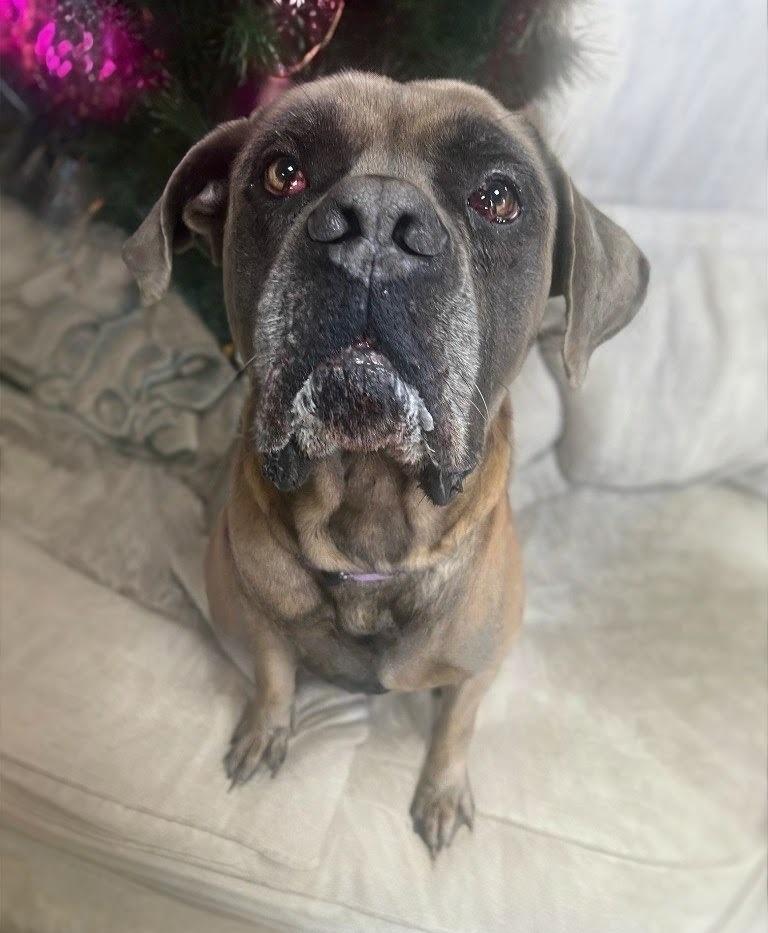 Enlarge Liam, a Adoptable Mastiff in New Manchester, WV image 3/3