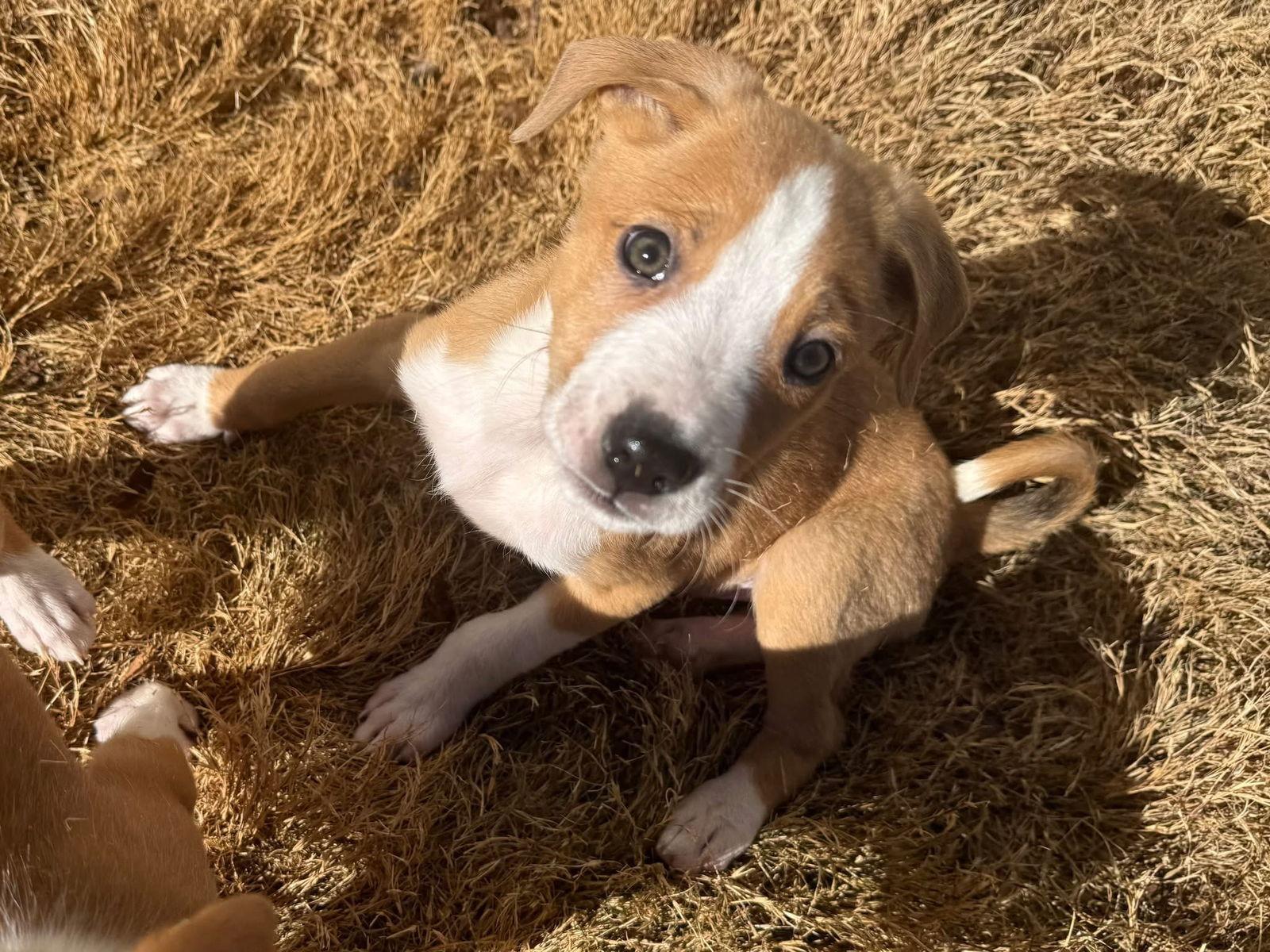 Mocha, Adoptable, Young Male Chihuahua & Terrier.