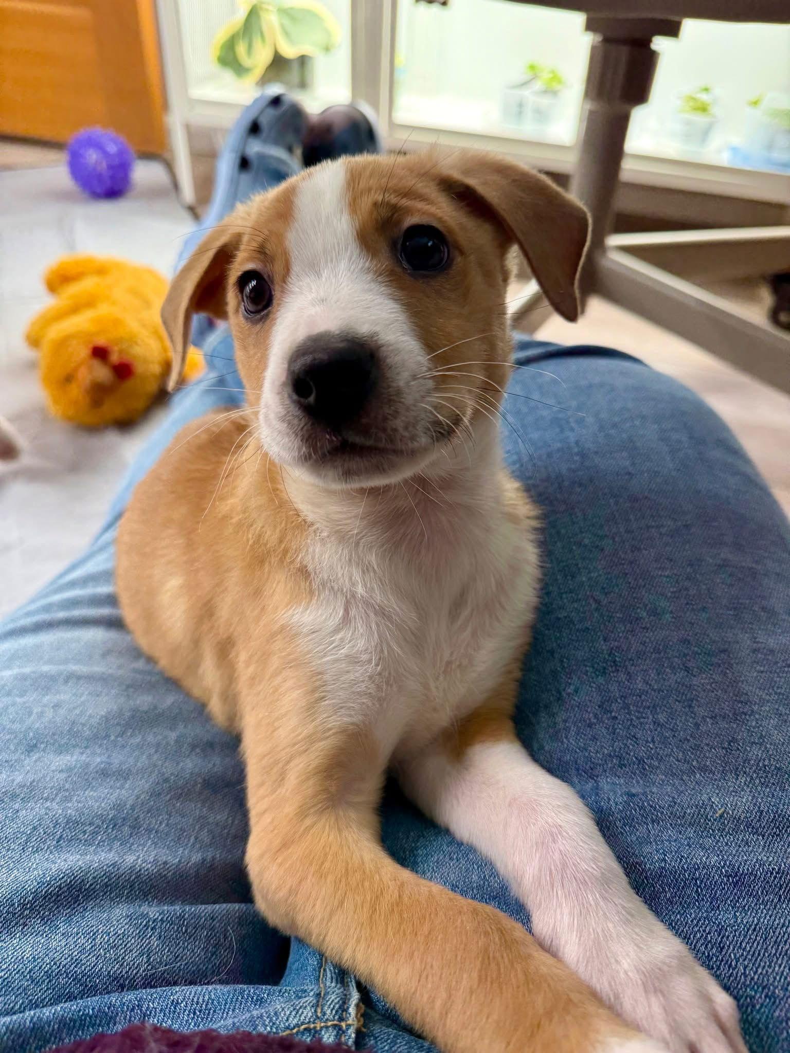 Enlarge Mocha, a Adoptable mixed breed in Denver, CO image 2/3