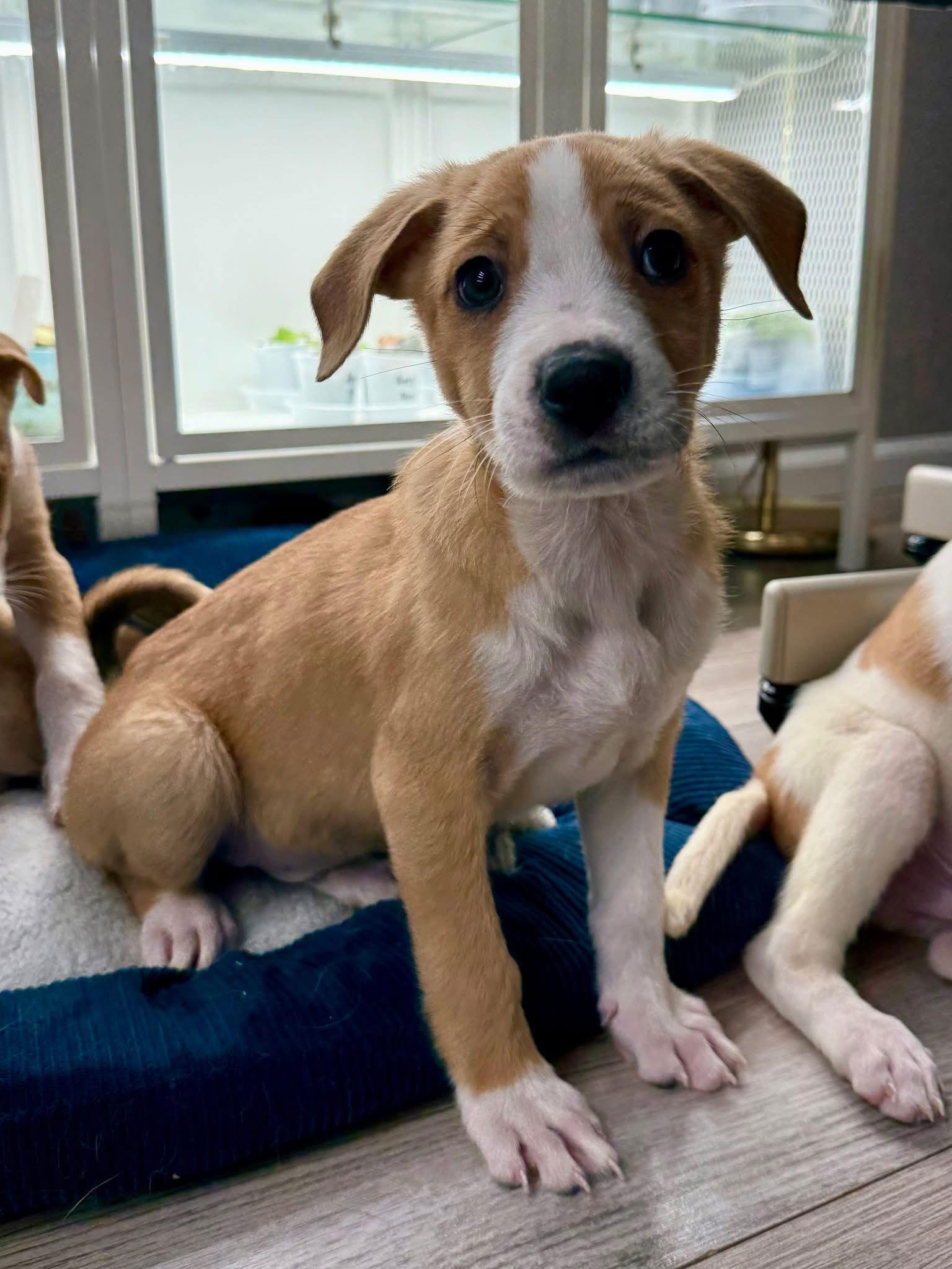 Enlarge Mocha, a Adoptable mixed breed in Denver, CO image 3/3