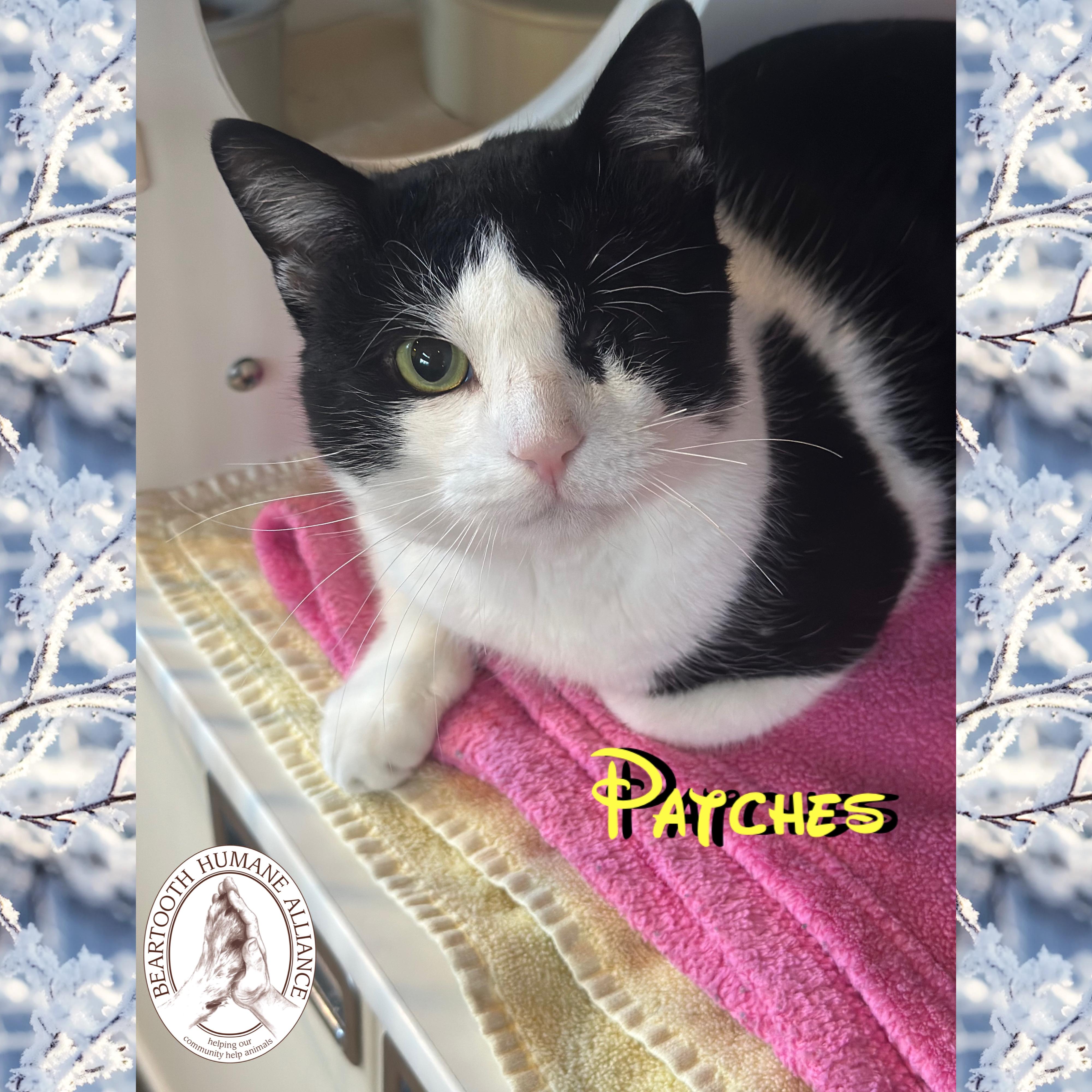 Patches, a ADOPTABLE mixed breed in Red Lodge, MT image 1/3